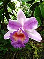 Orchidée Sobralia