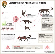 Secondary poisoning is caused by eating poisoned prey, showing how predators are effected not being the target within the environment. Nontarget affected animals.jpg