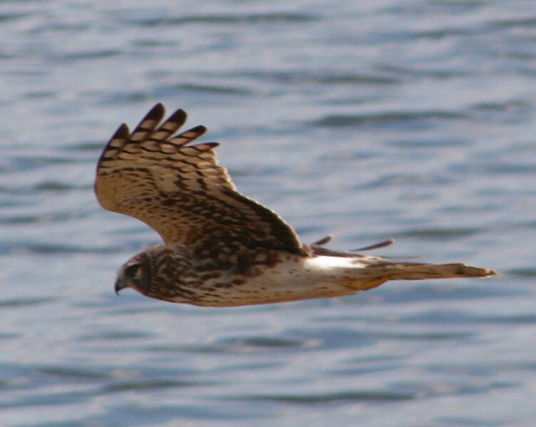 File:Northern Harrier, female, Viera, Florida.jpg