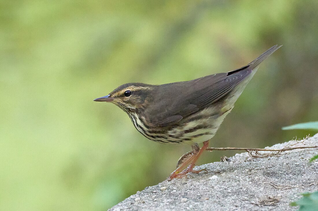 Parkesia noveboracensis