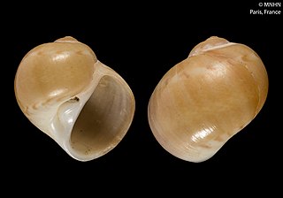 <i>Notocochlis cernica</i> Species of gastropod