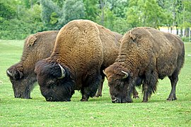 Erwachsene Amerikanische Bisons