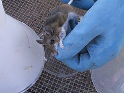 Obtenção de urina de um rato cervo infectado por hantavírus (Peromyscus), Novo México - 2002.jpg