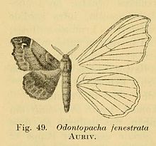 Odontopacha fenestrata.JPG