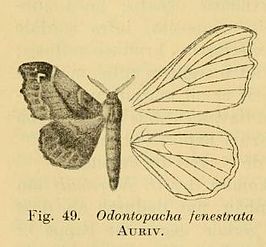 Odontopacha fenestrata