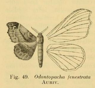 <i>Odontopacha fenestrata</i> Species of moth