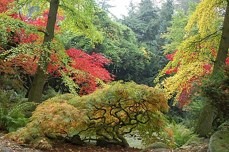 Japanese Garden