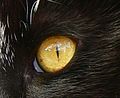 Category:Cat eyes