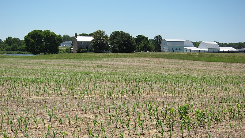 File:Old Farm - Young Corn - panoramio.jpg