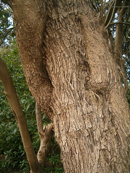 File:Olea europaea africana KirstenboshBotGard09292010Bark.JPG