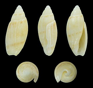 Olivella lactea