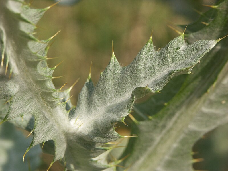 File:Onopordum acanthium-leaf detail 2603.jpg