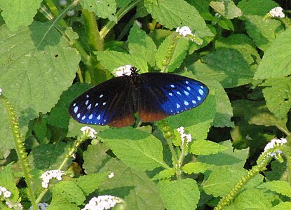 ডানা খোলা অবস্থায়