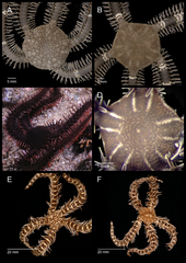 File:Ophiocoma species plate 3.png (Category:Breviturma doederleini)