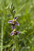 Fleurs d’Ophrys abeille.