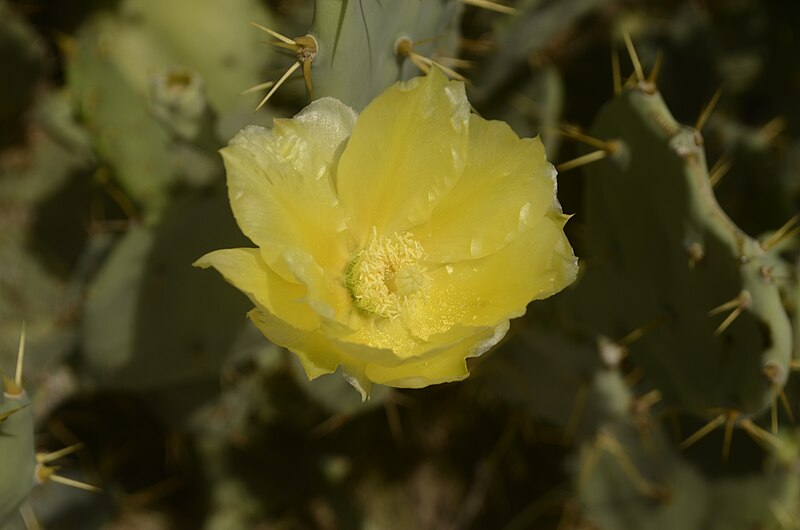 File:Opuntia stricta flower from Hare Island, Thoothukkudi JEG1567.jpg