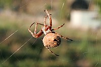 Orb weaver spider day web03.jpg