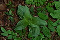 Epipactis helleborine Germany - Kerstlingeröder Feld