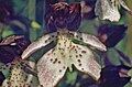 Orchis purpurea Germany - Lilienthal (Kaiserstuhl)