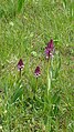 Orchis purpurea Germany - Untergrombach (Michaelsberg)