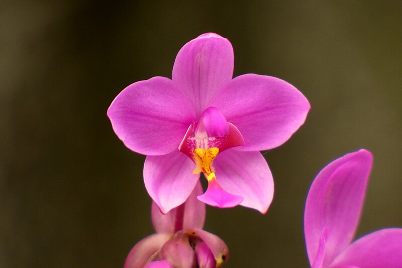 File:Orquídea de tierra (Spathoglottis plicata) (14845673311).jpg