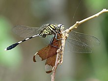 Orthetrum sabina feeding Neurothemis fulvia Orthetrum sabina feeding neurothemis fulvia by kadavoor.jpg