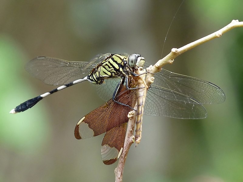 File:Orthetrum sabina feeding neurothemis fulvia by kadavoor.jpg