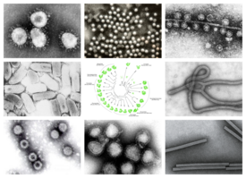 По часовой стрелке сверху слева: ПЭМ птичьего коронавируса, вируса полиомиелита, бактериофага Qβ, эболавируса, вируса табачной мозаики, вируса гриппа А, ротавируса, вирус везикулярного стоматита. 
Центр: филогенетическое древо белка общей репликации RdRp.