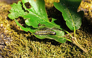 Orthosia miniosa larva.jpg