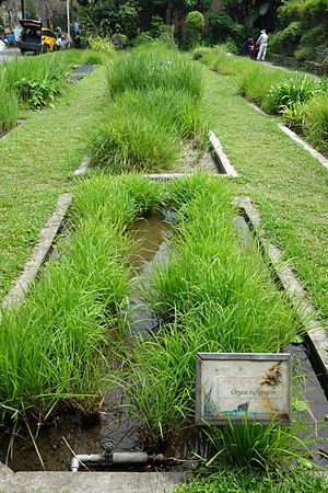 Reis: Wortherkunft, Die Reispflanze Oryza sativa, Geschichte der Kultivierung