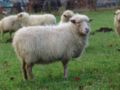 Moutons d'Ouessant 5