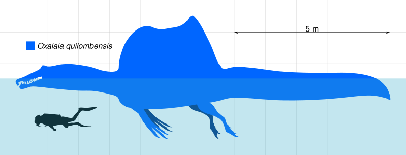 File:Oxalaia Size Chart.svg