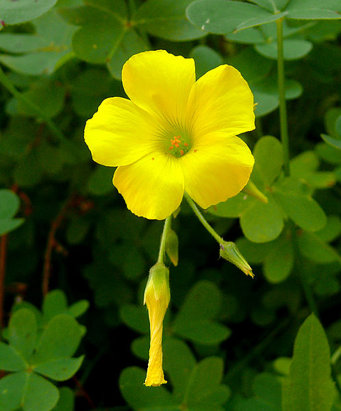 File:Oxalis-pes-caprae0018.jpg