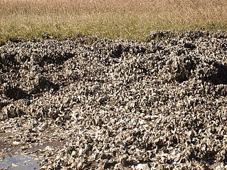 A bed of Crassostrea virginica on Cockspur Island, Georgia OysterBed.jpg