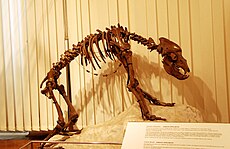 Cave bear (Ursus spelaeus)