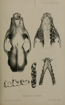 Obrázek ukazuje kresbu lebky mangusty abuvudan a zvlášť dolní čelisti a detaily zubů. Lebka je jen z horního pohledu