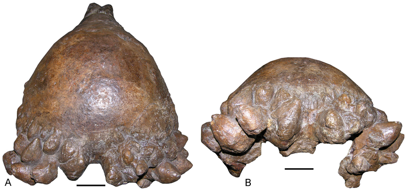 File:Pachycephalosaurus skull.png