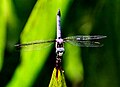 Pachydiplax longipennis Blue Dasher 05-1100px.jpg