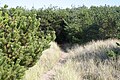 Un pequeño sendero a través de un campo con hierba alta y pequeños arbustos.