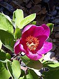 Thumbnail for Paeonia algeriensis