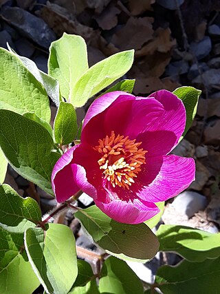 <i>Paeonia algeriensis</i> Species of plant