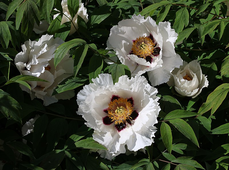 File:Paeonia rockii 2020 G1.jpg