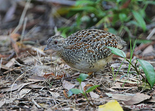 Painted buttonquail species of bird