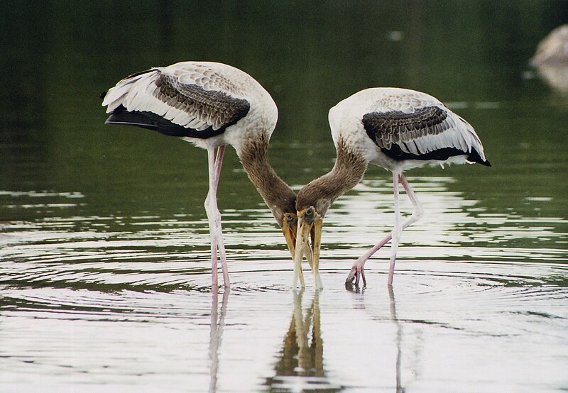 File:Painted Stork pair at Ranganathittu bird sanctuary.jpg