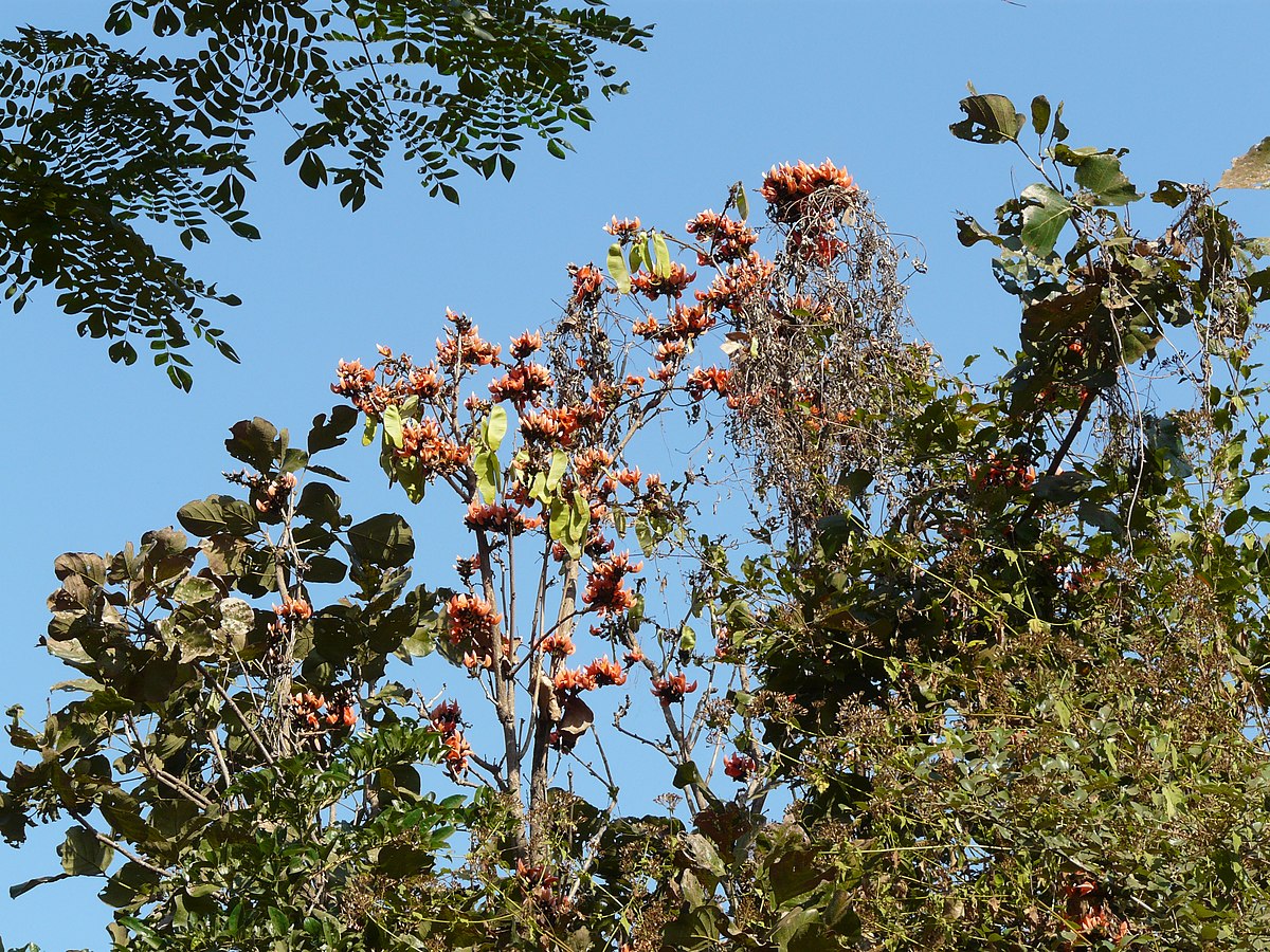 File Palash Hindi पल श Jpg Wikimedia Commons