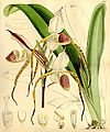 Paphiopedilum stonei (as Cypripedium stonei)-Curtis 88-5349 (1862).jpg