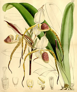 <i>Paphiopedilum stonei</i> Species of orchid