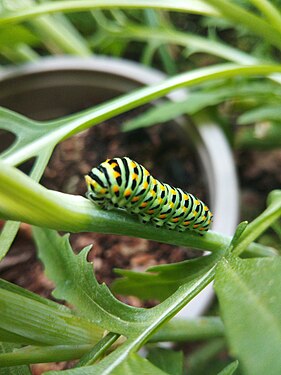 Papilio machaon caterpillar - Bruco di farfalla a coda di rondine o macaone.jpg