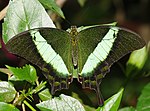 Miniatuur voor Papilio palinurus