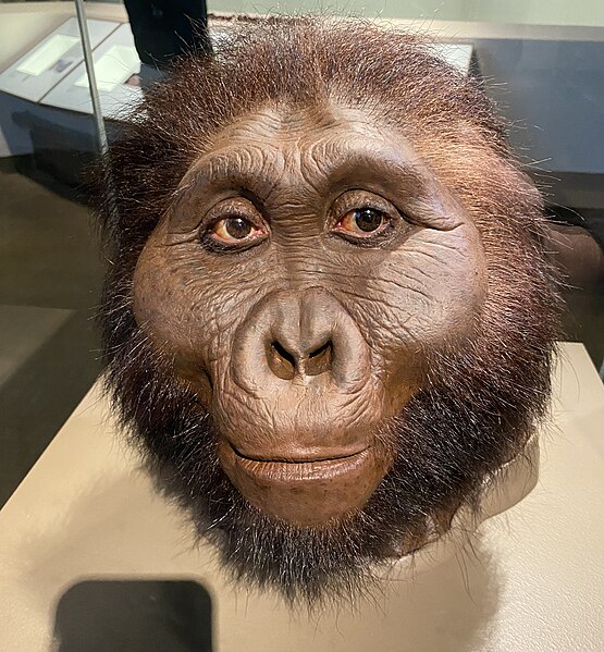 Paranthropus boisei facial reconstruction at the Smithsonian National Museum of Natural History
